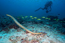 Olive sea snake (Aipysurus laevis) and scuba diver on seamount, Kei ( or Kai ) Islands, Moluccas, eastern Indonesia, Banda Sea, Southwest Pacific Ocean.