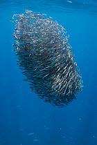 Bait ball of schooling Anchovies (Encrasicholina punctifer) with sparkling scales from dead fish drifting downward through the water; Kei ( or Kai ) Islands, Moluccas, eastern Indonesia, Banda Sea, So...