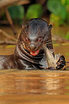 RF - Giant Otter (Pteronura brasiliensis) feeding on fish in river, Pantanal, Brazil Medium repro only (This image may be licensed either as rights managed or royalty free.)