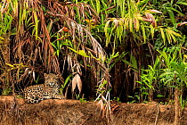 RF - Jaguar (Panthera onca) on riverbank , Pantanal, Brazil (This image may be licensed either as rights managed or royalty free.)