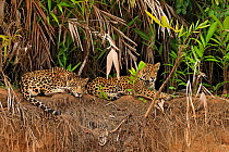 Jaguars (Panthera onca) on riverbank , Pantanal, Brazil