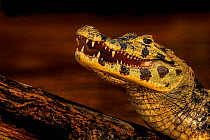 Yacare caiman (Caiman yacare) mouth open cooling off, Pantanal, Brazil. Medium repro only