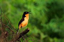 Black-capped donacobius (Donacobius atricapilla) singing, Pantanal, Brazil