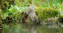 Brown rat (Rattus norvegicus) approaching a pond to forage, Lower Saxony, Germany, November.