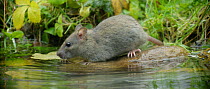 Slow motion clip of a Brown rat (Rattus norvegicus) approaching a pond to forage, Lower Saxony, Germany, November.
