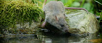 Brown rat (Rattus norvegicus) approaching a pond to drink, Lower Saxony, Germany, November.