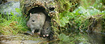 Brown rat (Rattus norvegicus) foraging and drinking from a pond with a juvenile, Lower Saxony, Germany, November.