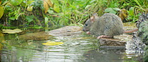 Brown rat (Rattus norvegicus) foraging from a pond, Lower Saxony, Germany, November.
