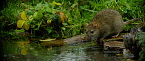 Slow motion clip of a Brown rat (Rattus norvegicus) drinking from a pond in the rain, Lower Saxony, Germany, November.