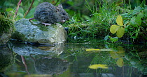 Brown Rat (Rattus norvegicus) foraging from a pond, Lower Saxony, Germany, November.