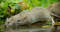 Three Brown rats (Rattus norvegicus) foraging in a pond, Lower Saxony, Germany, November.