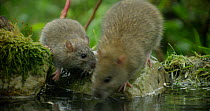 Brown rats (Rattus norvegicus) foraging in a pond, with juveniles, Lower Saxony, Germany, November.