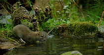 Brown rats (Rattus norvegicus) foraging in a pond, diving and swimming, Lower Saxony, Germany, November.