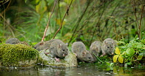 Brown rat (Rattus norvegicus) and juveniles foraging in a pond, Lower Saxony, Germany, November.