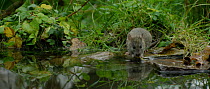 Brown rat (Rattus norvegicus) foraging in a pond, dipping its head underwater and shaking head, Lower Saxony, Germany,November.