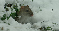 Brown rat (Rattus norvegicus) emerging from its burrow in snow, Lower Saxony, Germany, December.
