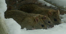 Brown rat (Rattus norvegicus) foraging in snow, Lower Saxony, Germany, December.