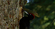 Slow motion clip of a male Black woodpecker (Dryocopus martius) drilling a hole in a tree, hunting for insects, Bavarian Forest National Park, Bavaria, Germany, February.