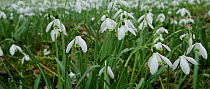 Snowdrop (Galanthus nivalis) in flower, Lower Saxony, Germany, March.