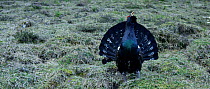 Male Capercaillie (Tetrao urogallus) displaying, Berchtesgaden  National Park, Bavarian Alps, Germany, April.