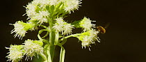 Greater bee fly (Bombylius) nectaring from Butterbur (Petasites hybridus) flowers, Bavarian Forest National Park, Germany, April.