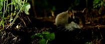Garden dormouse (Eliomys quercinus) on the ground, looking around and standing up, April. Captive, native to Europe.