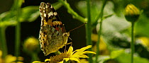 Painted lady (Vanessa cardui) nectaring, Bavarian Forest National Park, Germany, June.