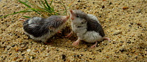 Two Piebald shrews (Diplomesodon pulchellum) digging and fighting. Captive, native to Turkmenistan and Uzbekistan.