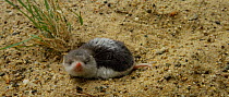 Piebald shrew (Diplomesodon pulchellum) grooming. Captive, native to Turkmenistan and Uzbekistan.