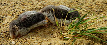 Male Piebald shrew (Diplomesodon pulchellum) following and sniffing a female before digging in the sand. Captive, native to Turkmenistan and Uzbekistan.