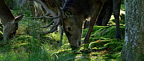 Red deer (Cervus elaphus) stag feeding with a female, September. Captive.