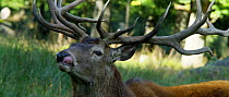 Red deer (Cervus elaphus) stag licking its nose and yawning during rut, September. Captive.