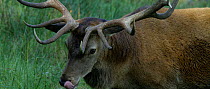 Red deer (Cervus elaphus) stag shaking its head and ears before licking its nose during rut, September. Captive.