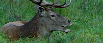 Red deer (Cervus elaphus) stag yawning and resting during rut, September. Captive.