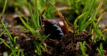 Cockchafer (Melolontha melolontha) digging, Bavarian Forest National Park, Germany, May.