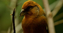 Close-up of a Red crossbill (Loxia curvirostra),  Bavarian Forest National Park, Germany, October.