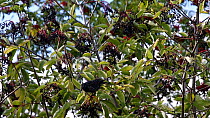 Common starling (Sturnus vulgaris) feeding on Elder (Sambucus nigra) berries, Plon, Schlieswig-Holstein, Germany, September.