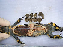 Necropsy of a wild Fire salamander (Salamandra salamandra) gravid female, Barcelona, Spain. One uterine horn has been opened showing embryos. Small repro only