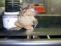 Wyoming toad (Anaxyrus baxteri) in enclosure. Captive breeding program (zoo). Extinct in the wild. United States. April 2007. Small repro only