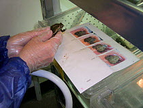 Photographic identification of individuals of Wyoming toads (Anaxyrus baxteri) in a captive breeding program. Extinct in the wild. United States. April 2007. Small repro only.