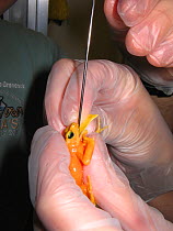 Assisted feeding in a Panamanian golden frog (Atelopus zeteki) in a captive breeding program. United States. August 2007. Critically endangered.  small repro only