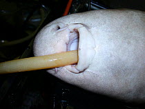 Anesthesia of a captive bamboo shark (Chiloscyllium plagiosum) Small repro only