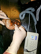 Use of a doppler probe to detect heart rate in a captive African giant snail (Achatina fulica), Small repro only.