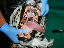 Open mouth of a captive, anaesthetized Jaguar (Panthera onca) showing dental wear affecting mainly the canines.