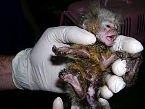 Common marmoset (Callithrix jacchus) juvenile with metabolic bone disease. This is a common disease in captivity caused by inadequate husbandry. Small repro only