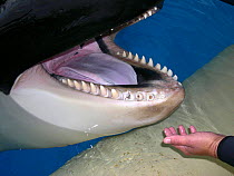Dental disease in a captive Orca / Killer whale (Orcinus orca). This is a common condition in captive orcas. Small repro only