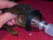 Anesthesia of a captive Common dwarf mongoose (Helogale parvula). Small repro only.