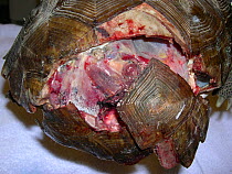 Carapacial fracture in a gopher tortoise (Gopherus polyphemus) after being hit by a car. Rehabilitation Centre, Georgia, United States. Small repro only