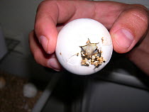 Hatching of an egg from an African spurred tortoise (Geochelone sulcata) after artificial incubation. Captive  small repro only