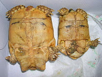 Female (left) and male (right) adult Egyptian tortoises (Testudo kleinmanni). Sexual dimorphism. Captive (exotic pet trade). Spain. Ventral view. small repro only